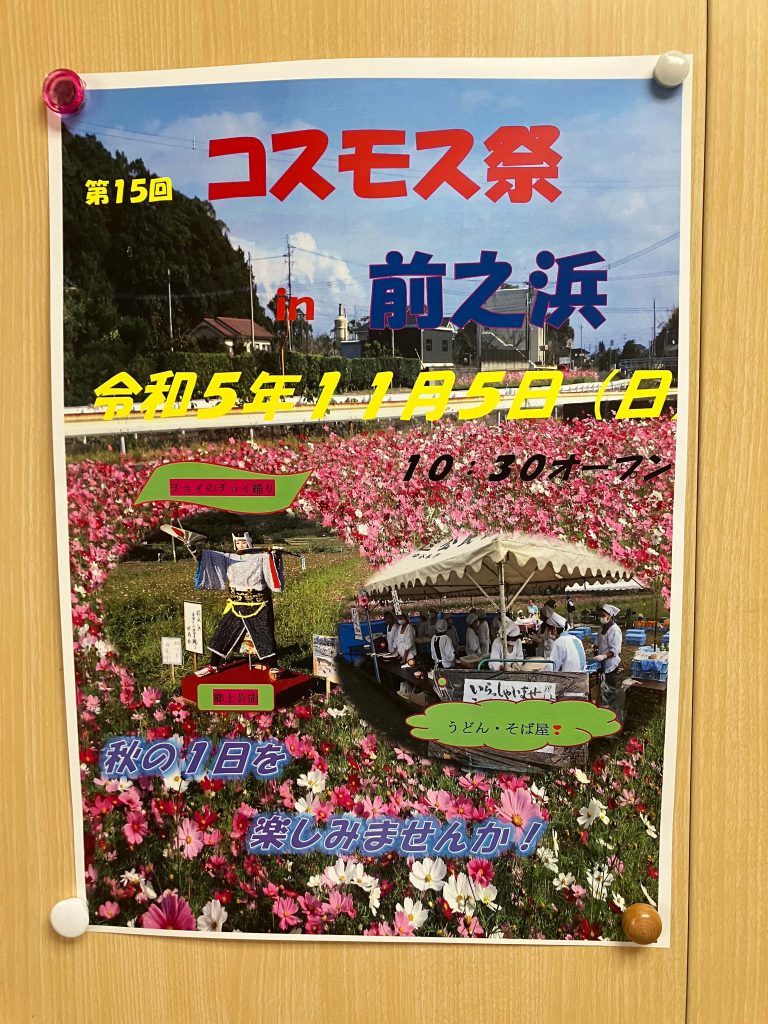 コスモス祭り