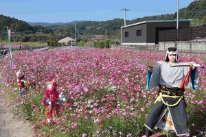 コスモス祭り 鹿児島