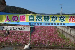 コスモス祭り 鹿児島